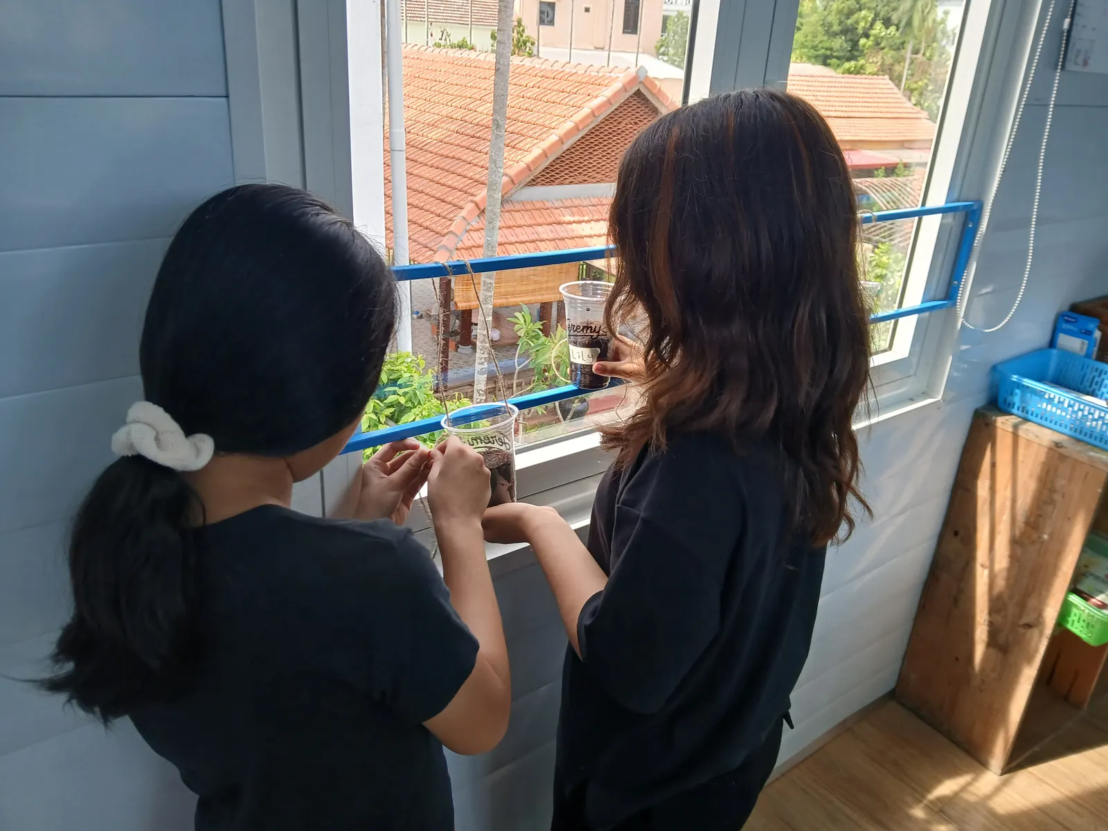 Students checking the plants growing along the classroom window
